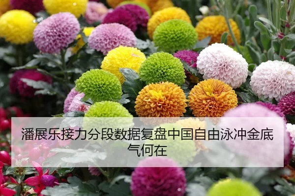 潘展乐接力分段数据复盘中国自由泳冲金底气何在
